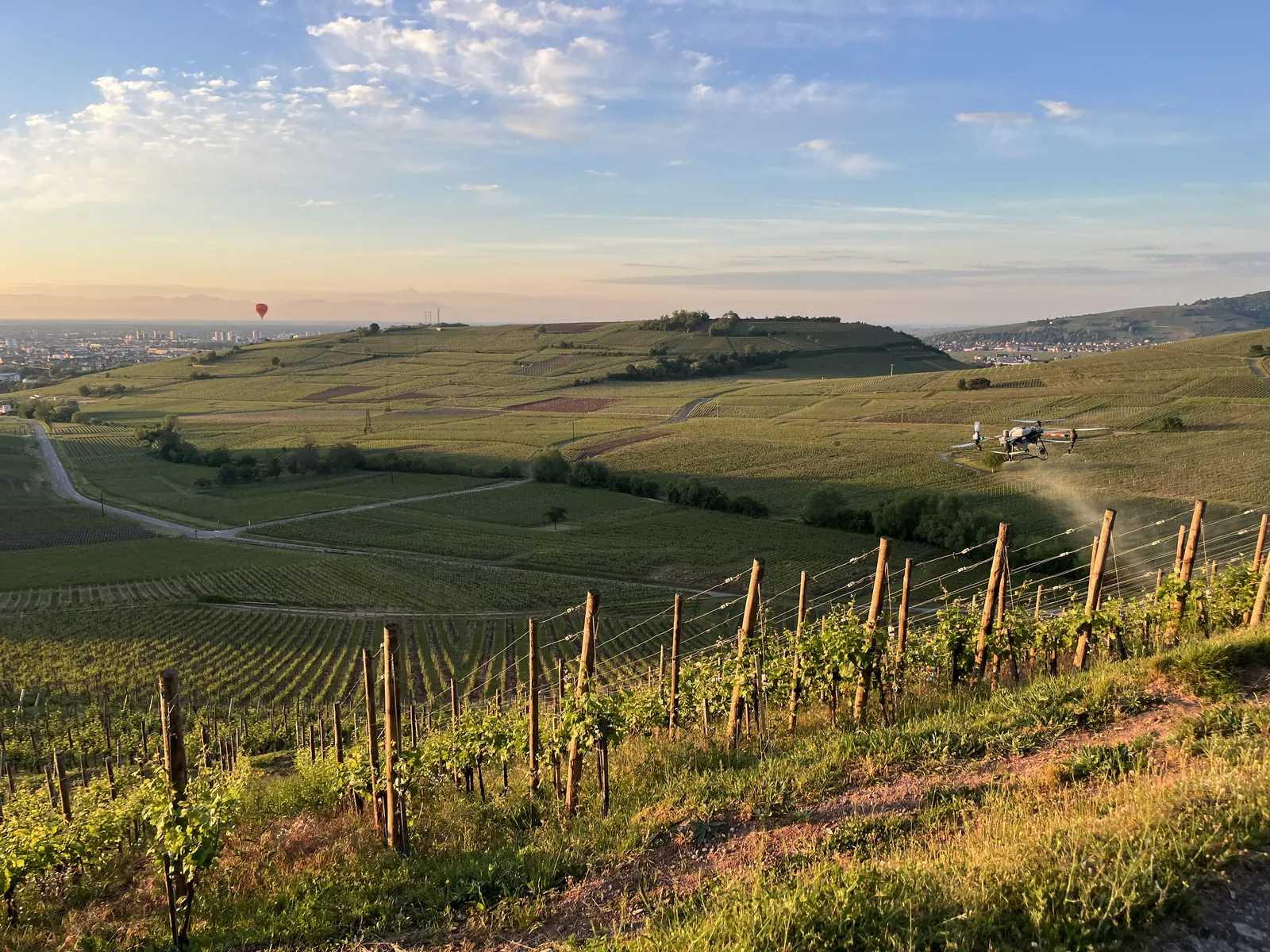 Coteaux de vigne en Alsace à la lumière du soir, un drone en pulvérisation au-dessus des rangs