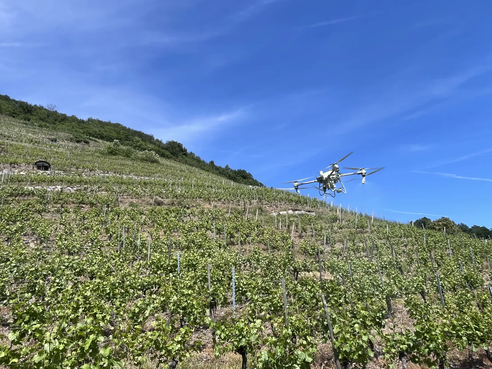 Drone de pulvérisation en vol au-dessus d'une vigne en pente